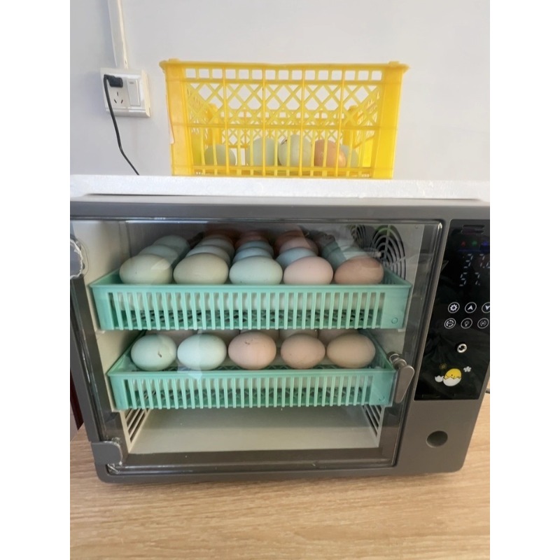 Factory Direct 2026 Fully Auto - đánh giá và giá Poultry Incubator