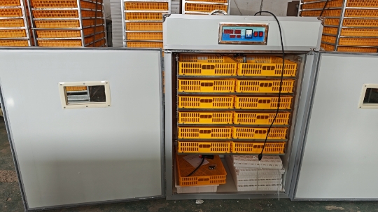 Large 1000 Eggs Incubator Mach - đánh giá và giá Poultry Incubator